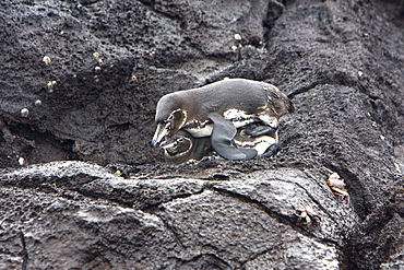 Adult Galapagos penguin (Spheniscus mendiculus) pair mating in the Galapagos Island Group, Ecuador