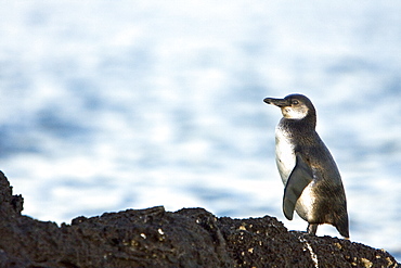 Adult Galapagos penguin (Spheniscus mendiculus) in the Galapagos Island Group, Ecuador