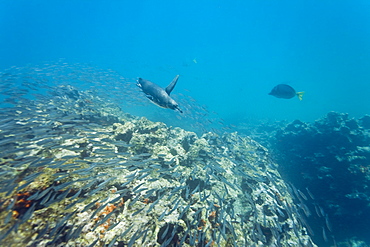 Adult Galapagos penguin (Spheniscus mendiculus) foraging underwater on small baitfish in the Galapagos Island Group, Ecuador