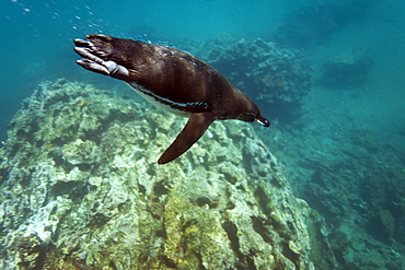 Adult Galapagos penguin (Spheniscus mendiculus) foraging underwater on small baitfish in the Galapagos Island Group, Ecuador