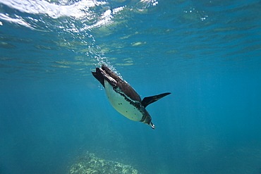 Adult Galapagos penguin (Spheniscus mendiculus) foraging underwater on small baitfish in the Galapagos Island Group, Ecuador