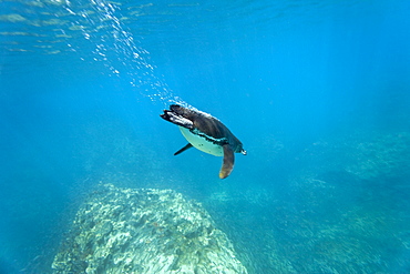 Adult Galapagos penguin (Spheniscus mendiculus) foraging underwater on small baitfish in the Galapagos Island Group, Ecuador