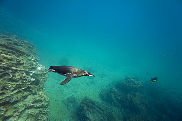 Adult Galapagos penguin (Spheniscus mendiculus) foraging underwater on small baitfish in the Galapagos Island Group, Ecuador