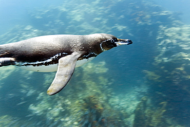 Adult Galapagos penguin (Spheniscus mendiculus) foraging underwater on small baitfish in the Galapagos Island Group, Ecuador