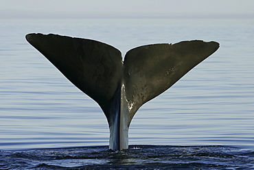 Adult Sperm Whale (Physeter macrocephalus) fluke-up terminal dive in the upper Gulf of California (Sea of Cortez), Mexico.