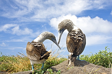 Blue-footed booby (Sula nebouxii) pair on Punta Suarez on Espanola Island in the Galapagos Island Group, Ecuador. The Galapagos are a nesting and breeding area for blue-footed boobies.