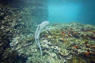 White-tipped reef shark (Triaenodon obesus) underwater in the Galapagos Island Archipeligo, Ecuador. Pacific Ocean.