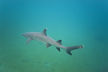 White-tipped reef shark (Triaenodon obesus) underwater in the Galapagos Island Archipeligo, Ecuador. Pacific Ocean.