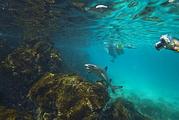 White-tipped reef shark (Triaenodon obesus) underwater with snorkelers in the Galapagos Island Archipeligo, Ecuador. Pacific Ocean.