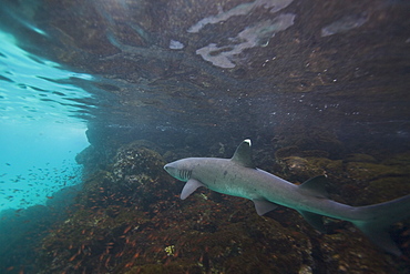 White-tipped reef shark (Triaenodon obesus) underwater in the Galapagos Island Archipeligo, Ecuador. Pacific Ocean.