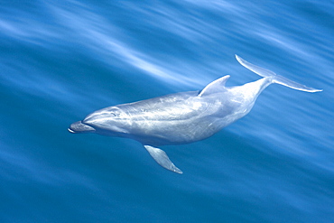 Offshore type bottlenose dolphins (Tursiops truncatus) surfacing in the midriff region of the Gulf of California (Sea of Cortez), Baja California Norte, Mexico.