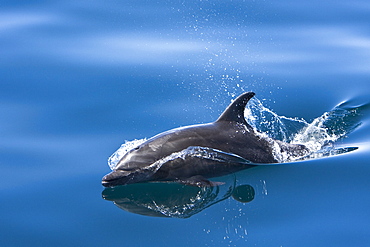 Offshore type bottlenose dolphins (Tursiops truncatus) surfacing in the midriff region of the Gulf of California (Sea of Cortez), Baja California Norte, Mexico.