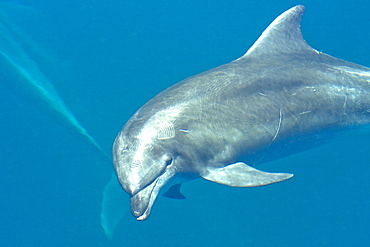 Offshore type bottlenose dolphin pod (Tursiops truncatus) surfacing in the midriff region of the Gulf of California (Sea of Cortez), Baja California Norte, Mexico.