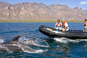 Shore type bottlenose dolphins (Tursiops truncatus) bowridng the Zodiac near Puerto Escondido in the lower region of the Gulf of California (Sea of Cortez), Baja California Norte, Mexico