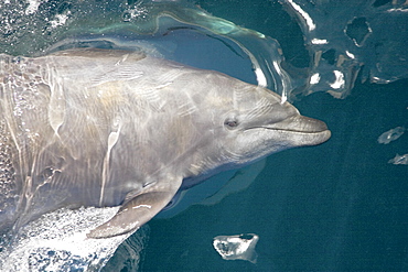 Offshore type bottlenose dolphin pod (Tursiops truncatus) surfacing in the midriff region of the Gulf of California (Sea of Cortez), Baja California Norte, Mexico.