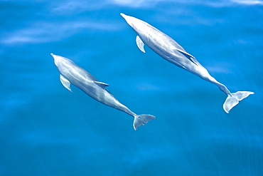 Offshore type bottlenose dolphins (Tursiops truncatus) surfacing in the midriff region of the Gulf of California (Sea of Cortez), Baja California Norte, Mexico.