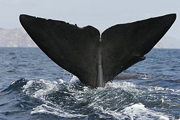 Adult Sperm Whale (Physeter macrocephalus) fluke-up terminal dive in the upper Gulf of California (Sea of Cortez), Mexico.