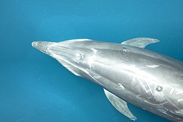 Offshore type bottlenose dolphins (Tursiops truncatus) surfacing in the midriff region of the Gulf of California (Sea of Cortez), Baja California Norte, Mexico.