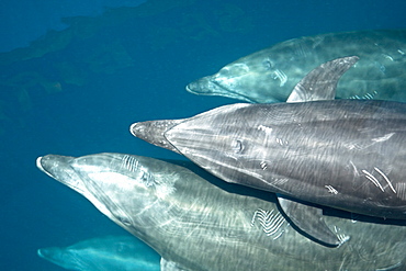 Offshore type bottlenose dolphin pod (Tursiops truncatus) surfacing in the midriff region of the Gulf of California (Sea of Cortez), Baja California Norte, Mexico.