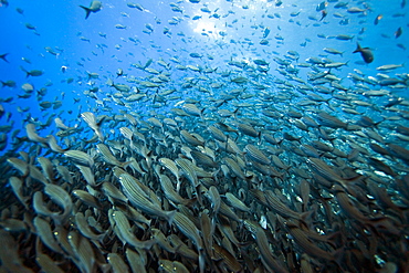 Baitfish by the thousands from the Galapagos Island Archipeligo, Ecuador. Pacific Ocean.