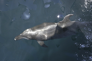 Bottlenose Dolphin (Tursiops truncatus) bowriding in the lower Gulf of California (Sea of Cortez), Mexico.