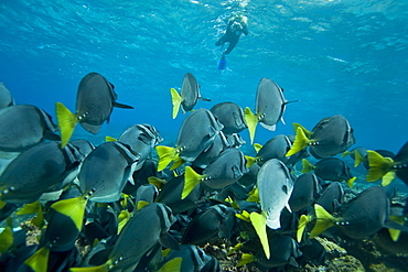 Yellow-tailed surgeonfish underwater scenes from the Galapagos Island Archipeligo, Ecuador. Pacific Ocean.