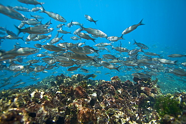 Schooling baitfish underwater in the Galapagos Island Archipeligo, Ecuador. Pacific Ocean.