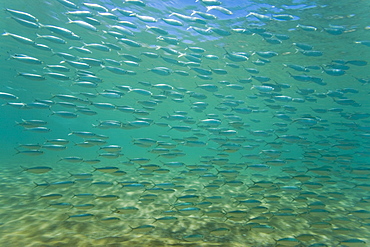 Schooling baitfish underwater in the Galapagos Island Archipeligo, Ecuador. Pacific Ocean.