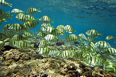 Underwater Scenes in Honolua Bay on the northwest side of Maui, Hawaii, USA. Pacific Ocean.