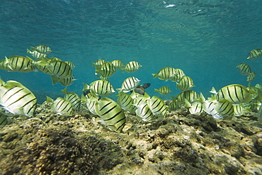 Underwater Scenes in Honolua Bay on the northwest side of Maui, Hawaii, USA. Pacific Ocean.