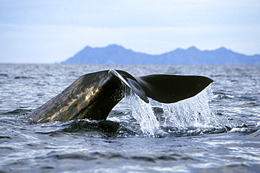 Adult Sperm Whale (Physeter macrocephalus) fluke-up dive in the northern Gulf of California (Sea of Cortez), Mexico.