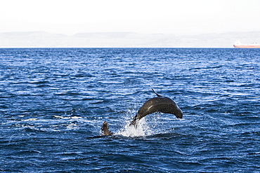 California Sea Lion (Zalophus californianus)  at Los Islotes (the islets) just outside of La Paz, Baja California Sur in the Gulf of California (Sea of Cortez), Mexico.