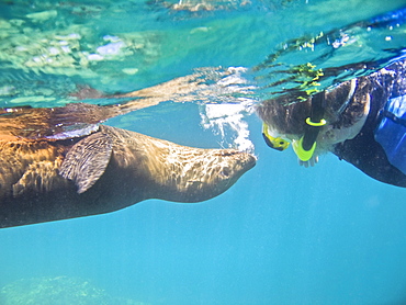 California Sea Lion (Zalophus californianus)  at Los Islotes (the islets) just outside of La Paz, Baja California Sur in the Gulf of California (Sea of Cortez), Mexico.