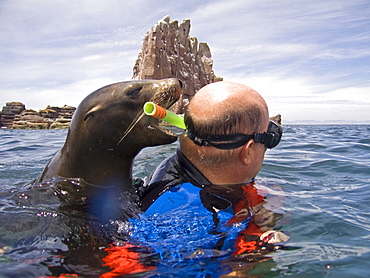 Lindblad undersea specialist Carlos Navarro with a playful California sea lion (Zalophus californianus) at Los Islotes, Baja California Sur in the Gulf of California (Sea of Cortez), Mexico