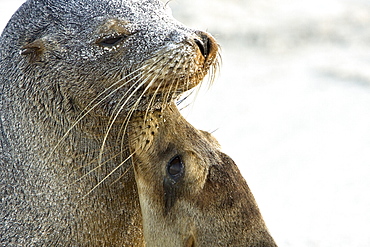 Mother and pup Galapagos sea lions (Zalophus wollebaeki) on the beach at Gardner Bay on Espanola Island in the Galapagos Island Archipeligo, Ecuador. Pacific Ocean.