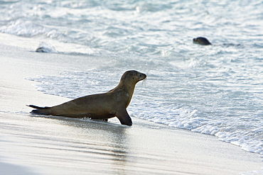 Juvenile Galapagos sea lion (Zalophus wollebaeki) playing in the surf zone at Gardner Bay on Espanola Island in the Galapagos Island Archipeligo, Ecuador. Pacific Ocean.