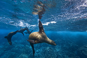 Galapagos sea lions (Zalophus wollebaeki) underwater at Champion Islet near Floreana Island in the Galapagos Island Archipeligo, Ecuador, Pacific Ocean