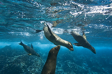 Galapagos sea lions (Zalophus wollebaeki) underwater at Champion Islet near Floreana Island in the Galapagos Island Archipeligo, Ecuador, Pacific Ocean