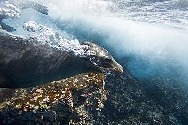 Galapagos sea lion (Zalophus wollebaeki) underwater at Champion Islet near Floreana Island in the Galapagos Island Archipeligo, Ecuador. Pacific Ocean