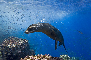 Galapagos sea lion (Zalophus wollebaeki) underwater at Champion Islet near Floreana Island in the Galapagos Island Archipeligo, Ecuador. Pacific Ocean