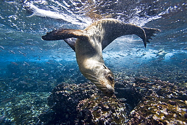 Galapagos sea lion (Zalophus wollebaeki) underwater at Champion Islet near Floreana Island in the Galapagos Island Archipeligo, Ecuador. Pacific Ocean