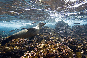 Galapagos sea lion (Zalophus wollebaeki) underwater at Champion Islet near Floreana Island in the Galapagos Island Archipeligo, Ecuador. Pacific Ocean