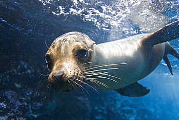 Galapagos sea lion (Zalophus wollebaeki) underwater at Champion Islet near Floreana Island in the Galapagos Island Archipeligo, Ecuador. Pacific Ocean