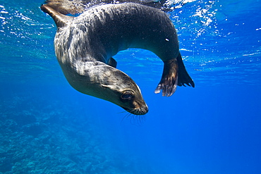 Galapagos sea lion (Zalophus wollebaeki) underwater at Champion Islet near Floreana Island in the Galapagos Island Archipeligo, Ecuador. Pacific Ocean.