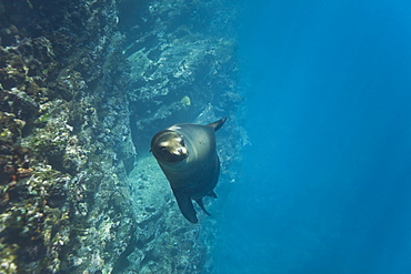 Galapagos sea lion (Zalophus wollebaeki) underwater at Champion Islet near Floreana Island in the Galapagos Island Archipeligo, Ecuador. Pacific Ocean