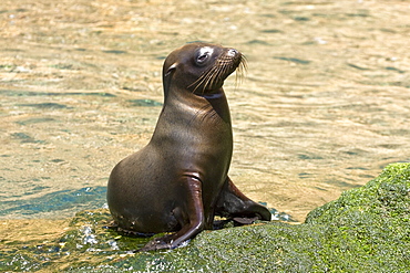 Galapagos sea lion pup (Zalophus wollebaeki) in Gardner Bay on Espanola Island in the Galapagos Island roup, Ecuador. Pacific Ocean.