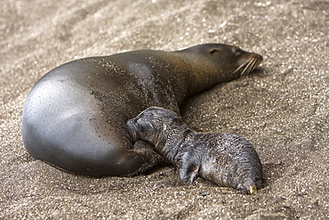 Galapagos sea lion (Zalophus wollebaeki) pup nursing at Puerto Egas on Santiago Island in the Galapagos Island roup, Ecuador. Pacific Ocean.