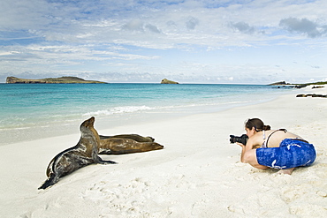 Galapagos sea lions (Zalophus wollebaeki) with photographer Jennifer Davidson basking in the sun in Gardner Bay on Espanola Island in the Galapagos Island roup, Ecuador