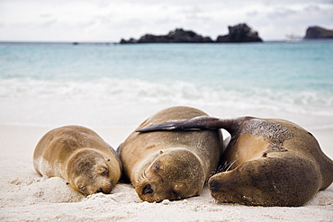 Galapagos sea lion (Zalophus wollebaeki) in Gardner Bay on Espanola Island in the Galapagos Island roup, Ecuador. Pacific Ocean.