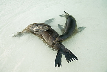 Galapagos sea lion (Zalophus wollebaeki) playing in the surf in Gardner Bay on Espanola Island in the Galapagos Island roup, Ecuador. Pacific Ocean.